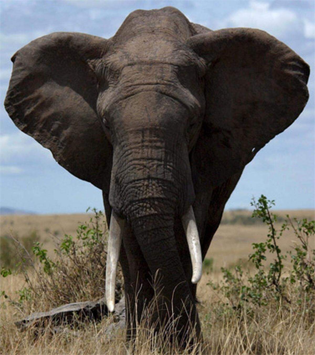 Elefanten sind nicht so freundlich, wie Benjamin Blümchen das suggeriert. 500 Menschen werden jährlich totgetrampelt oder aufgespießt.