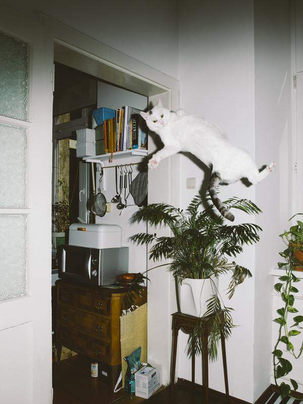 Es sei erstaunlich, welche Stunts gewöhnliche Hauskatzen vollbringen, wenn sie sich unbeobachtet glauben, sagt der Fotograf Daniel Gebhart de Koekkoek.  