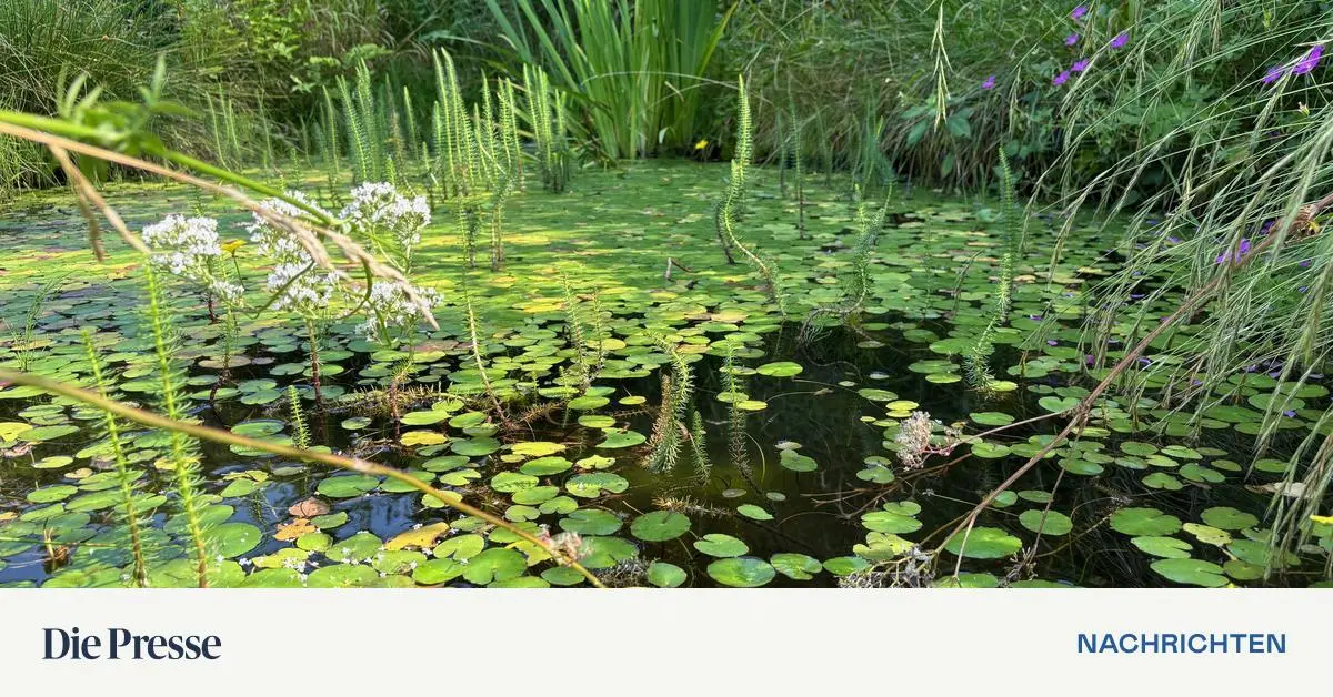 Von-lauten-Fr-schen-und-klugen-K-hen-premium-