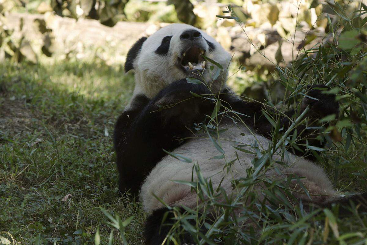 Er ist einer der Sieger des Shutdowns: Wegen des finanziellen Stillstands schließt auch der National Zoo unweit von Washington vorübergehend seine Pforten, kein lästiges Blitzlichtgewitter der Touristen also. Auch Auchie Panda-Livekamera, die seit der Geburt eines Panda-Babys im August besonders gefragt ist, unterbricht ihre Übertragung.