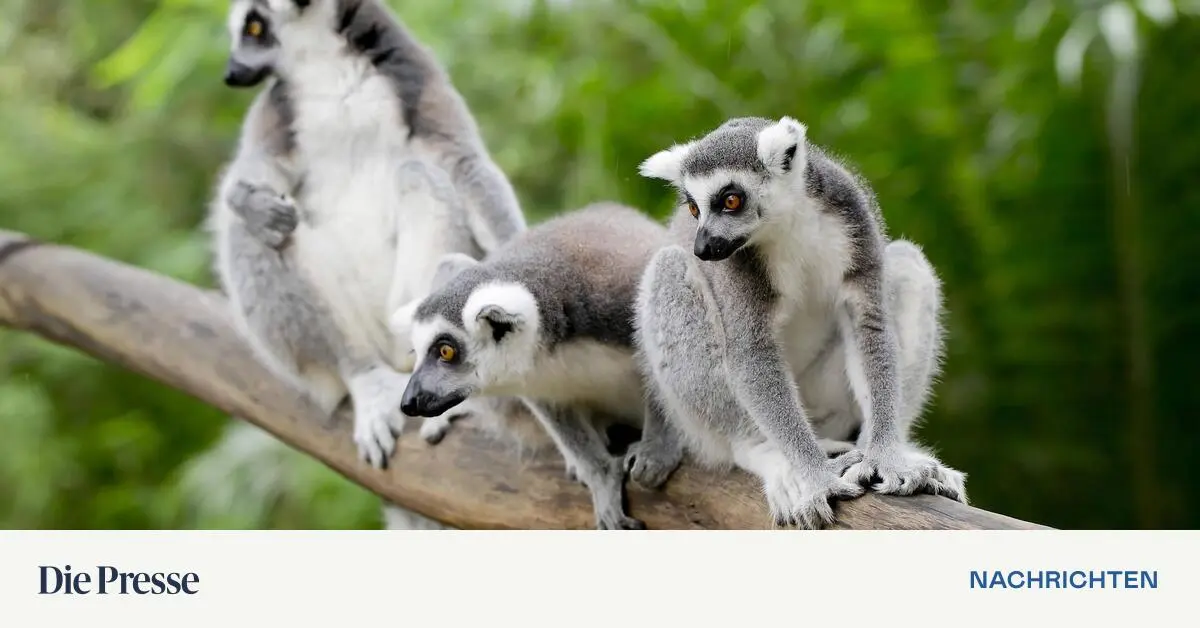 Sprachen-und-Tiere-leiden-bis-heute-unter-dem-kolonialen-Erbe-premium-