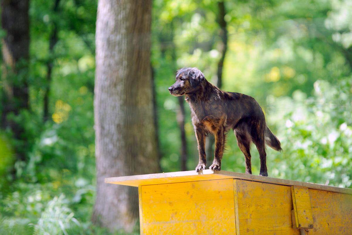 Was vielleicht überrascht: Auch Hunde leben im Wildpark, konkret im Wolf Science Center, in dem Wissenschafter wie Kurt Kotrschal das Verhalten von Haushünden und Wölfen erforschen.