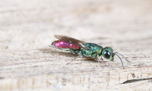 Diese Goldwespe (Chrysis gracillima) wurde im Lainzer Tiergarten fotografiert.