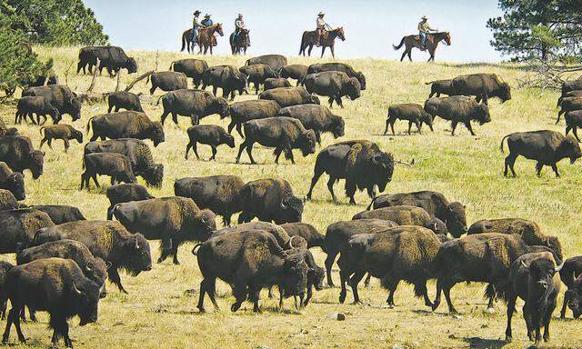 Groß: Die Population der Bisons wächst wieder, Farmer beginnen umzudenken.