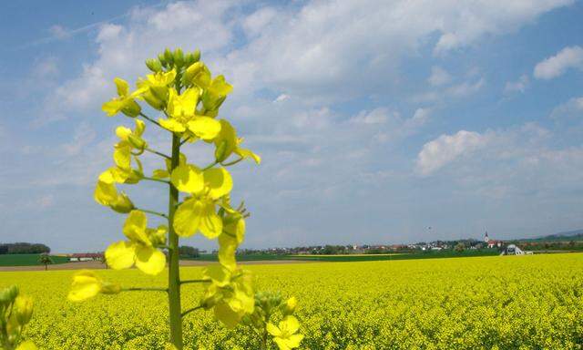 Rape field in the spring