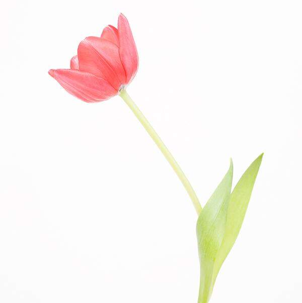 Sieger: Satoru Kondo, Japan Tulpe
