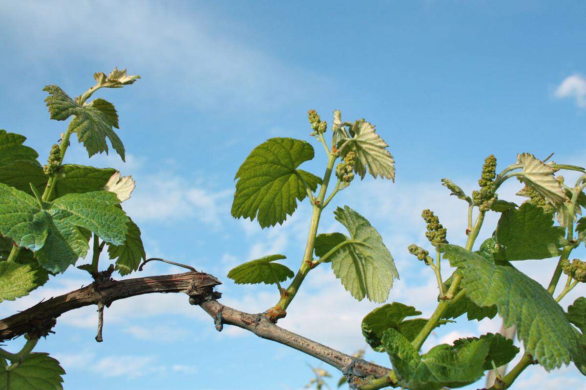 Rotwein wird fast nur für den Export produziert, Georgier selbst bevorzugen weiße Rebsorten.