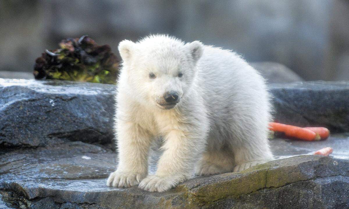 Namen hat der Eisbärennachwuchs noch keinen, da die Pfleger noch nicht sein Geschlecht kennen. Ist das geklärt, wird gemeinsam mit den Zoo-Besuchern ein Name gesucht.