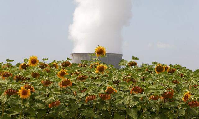 Sunflowers grow in front of a cooling tower of the nuclear power plant Leibstadt near the northern Swiss town of Leibstadt