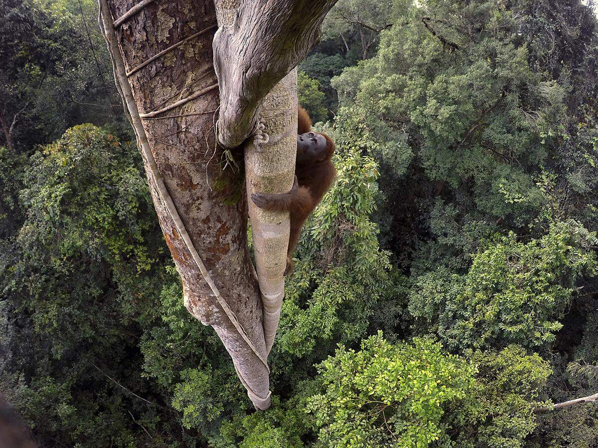 Tim Laman, USA, 2015 Für seine Serie "Schwere Zeiten für Orang-Utans" recherchierte Laman den Lebensraum der Menschenaffen. Dieser ist - durch Rodung und Brände - bedroht, außerdem werden die Tiere gefangen und verkauft. 