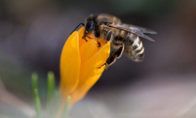 Den Bienen bekommen Neonicotinoide nicht.