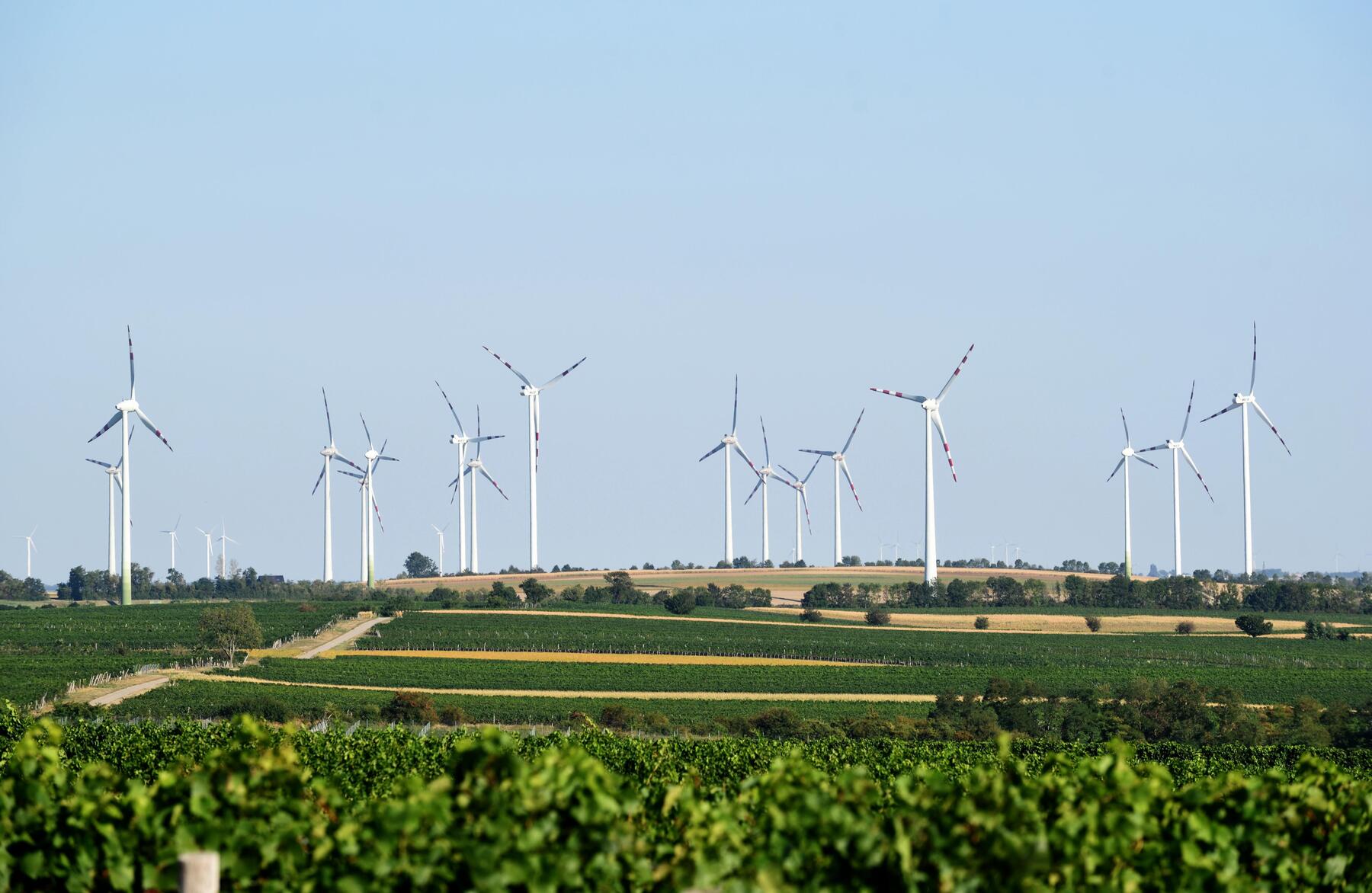 Wenn Grüne ein Problem sehen, dann lautet ihre Antwort: „Zwang“ [premium]