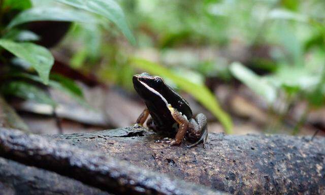 Pfeilgiftfrosch in Südamerika