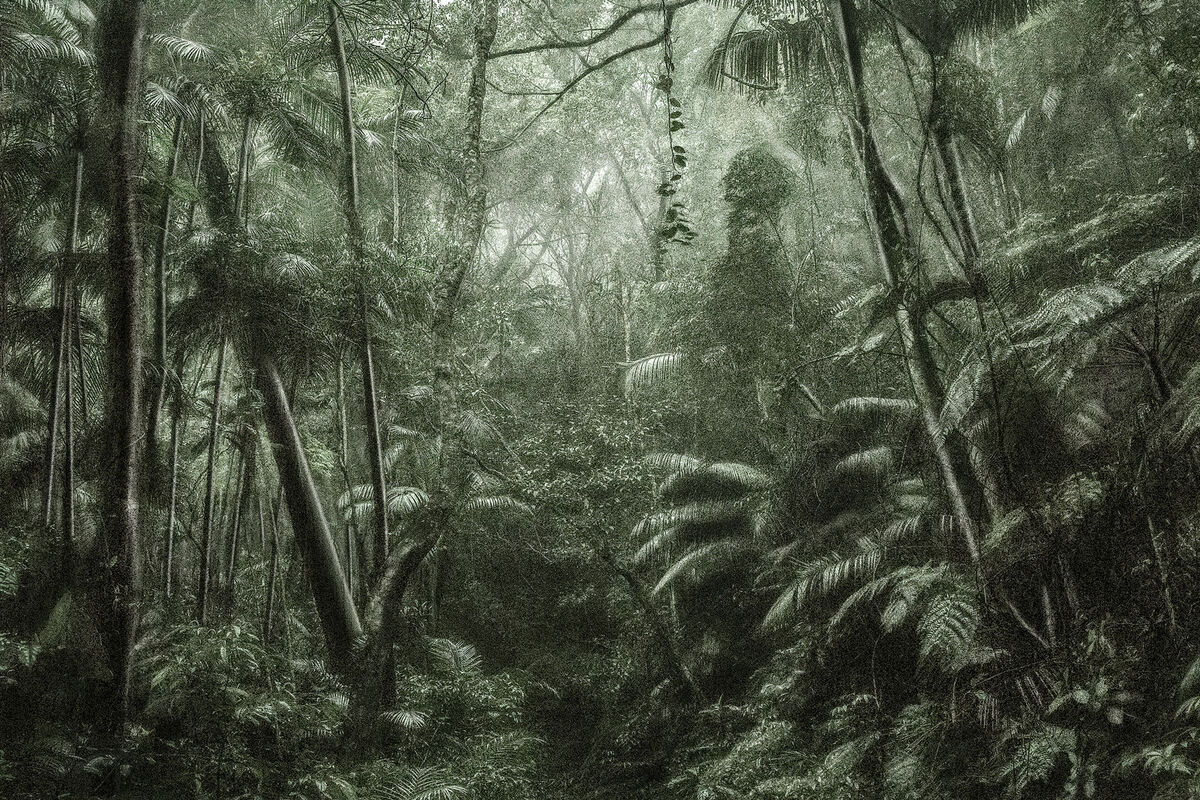 Regenwald. Cássio Vasconcellos rekonstruiert das Gefühl der Faszination bei der Begegnung mit dem Unbekannten.