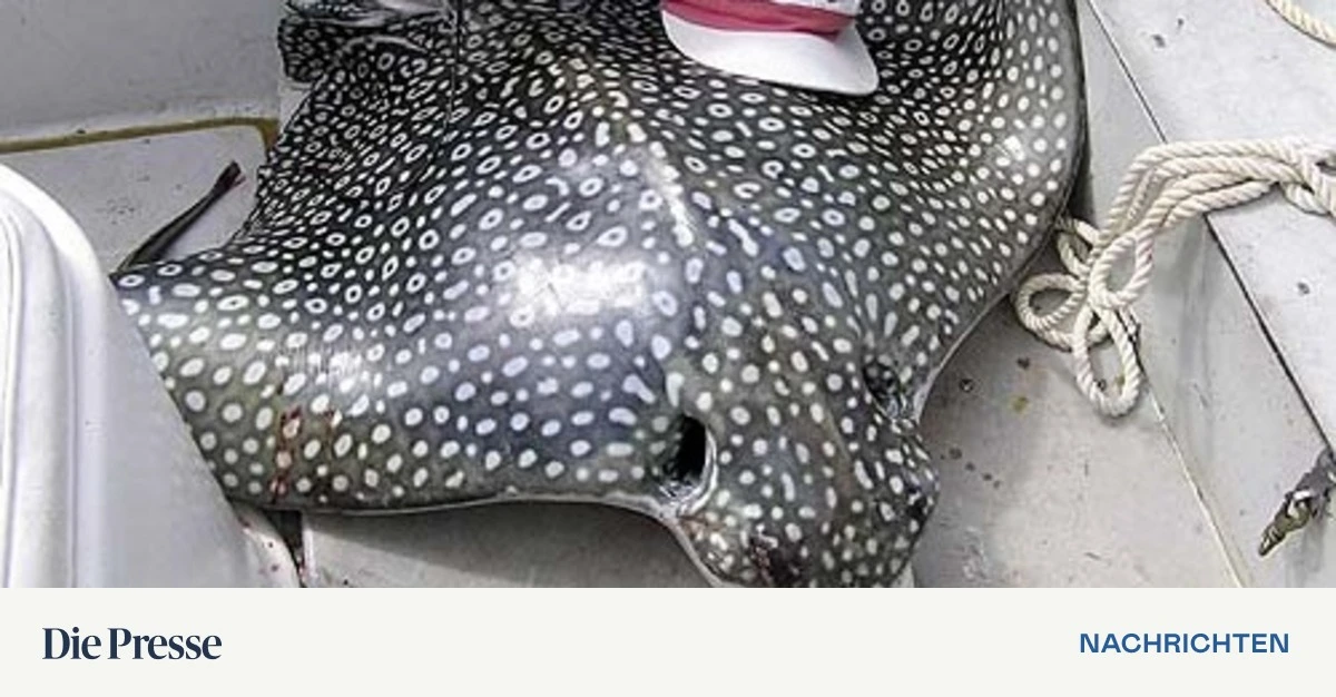 Florida: Rochen springt in Boot und tötet Urlauberin – DiePresse.com