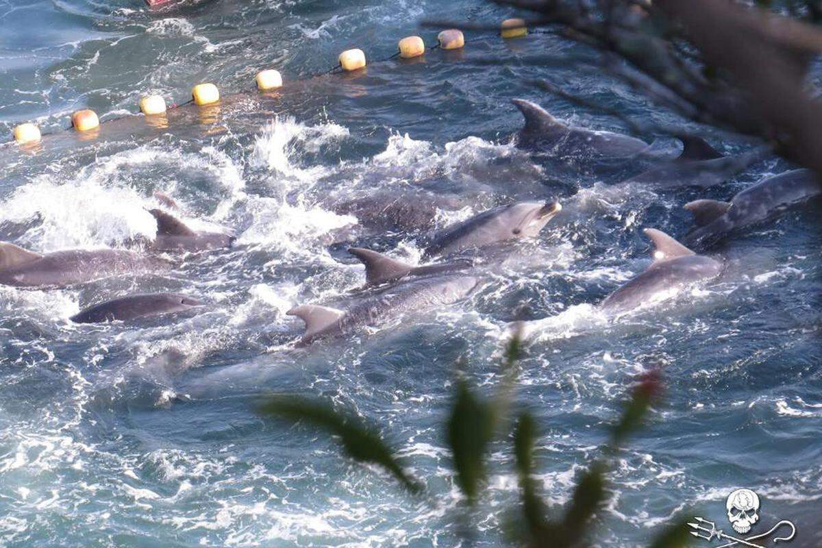 Danach würde das bestialische Gemetzel erst beginnen, so die Tierschützer. In hektischen Stößen spritzt Wasser aus den Atemlöchern der Delfine, viele versuchen vergeblich, durch die Absperrnetze der Fischer zu entkommen.