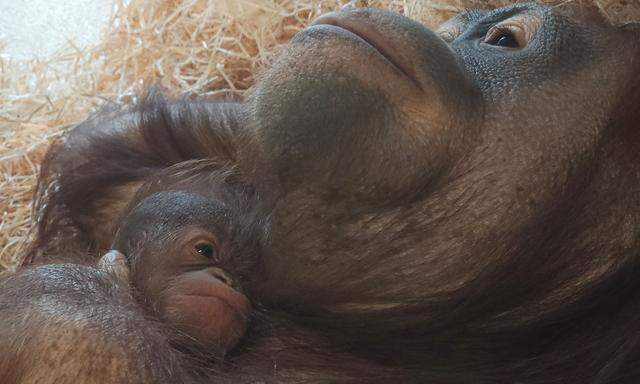 Im Wiener Tiergarten Schnbrunn ist am Dienstagnachmittag, 6. Juni 2023, ein Orang-Utan-Baby zur Welt gekommen.