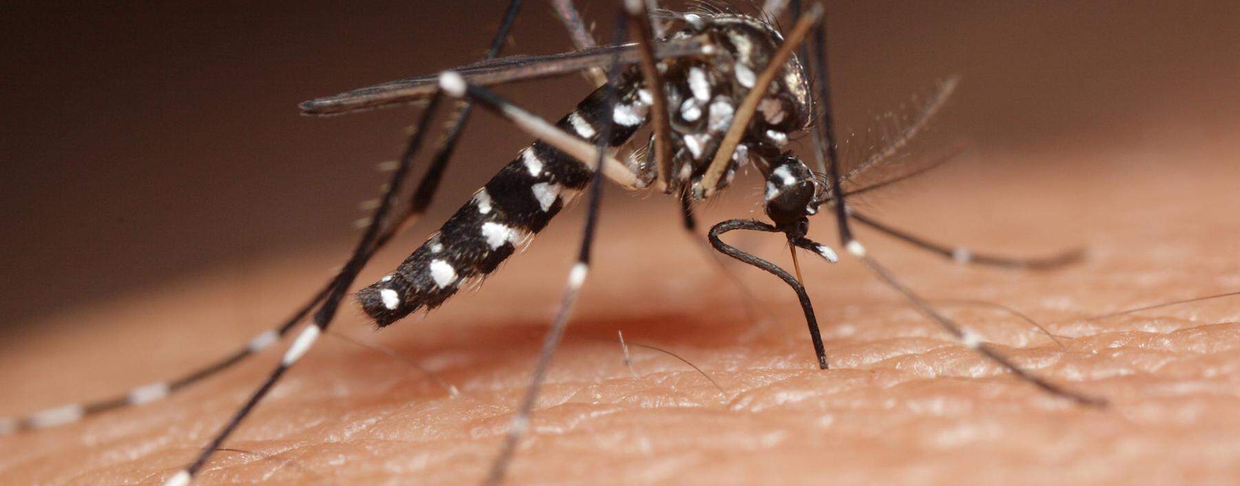 Die Tigermücke Aedes albopictus sucht auch tagsüber nach Futter. In Südeuropa ist sie schon weitverbreitet.