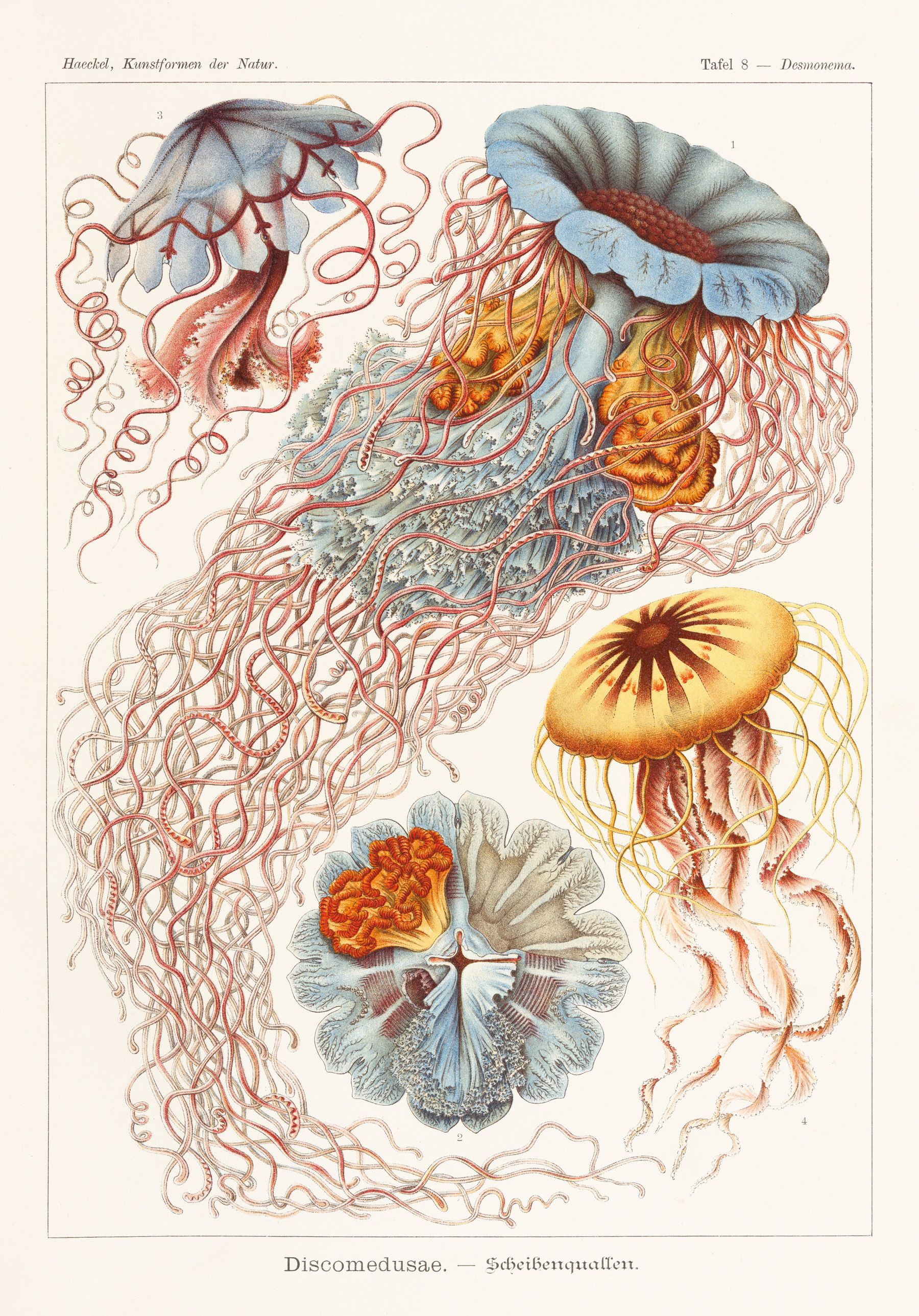 Magical Creatures: Ernst Haeckel's Natural Worlds [premium]