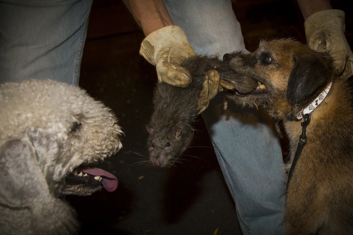 Die Beute wird in einem Sack verstaut.