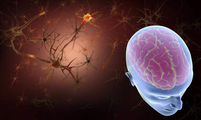 Menschliches Gehirn und Neuronen