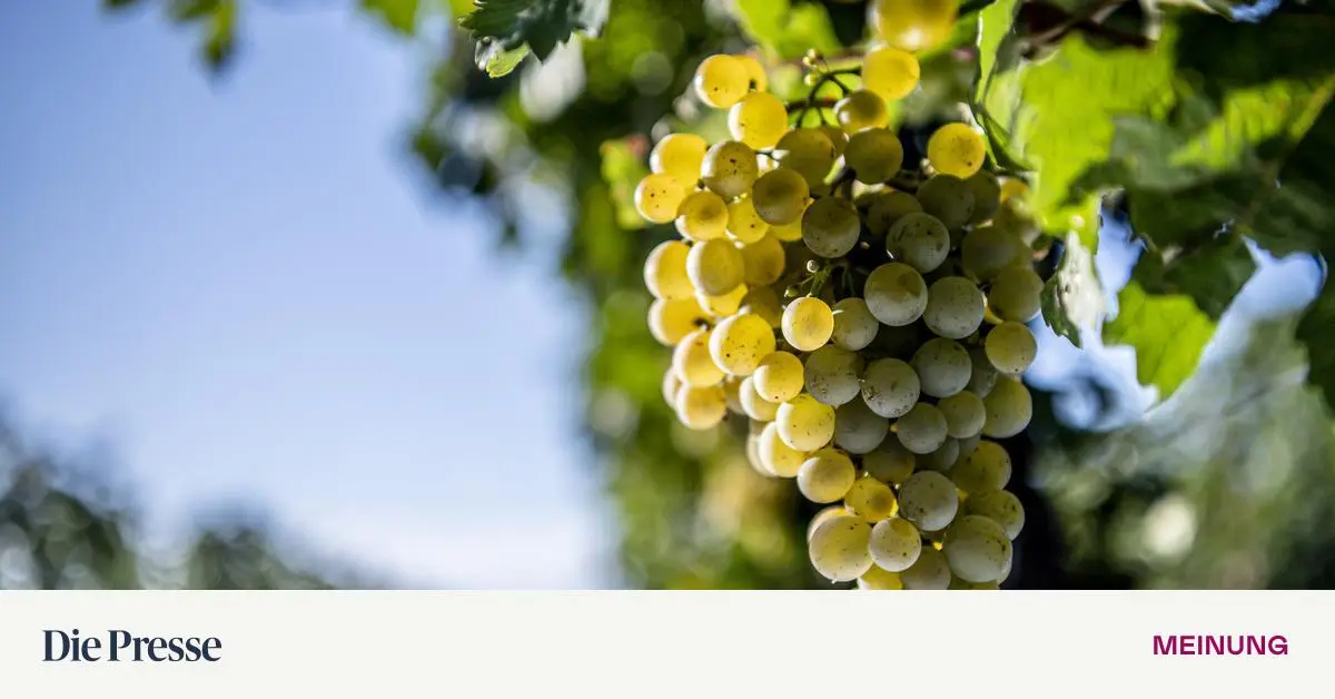 Heltihof-in-Krems-Winzer-zwischen-Schule-und-Schieferboden