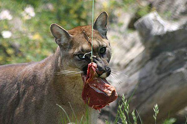 ... und Pumas waren hier beherbergt. 1978 gab es im Tierpark Herberstein den ersten Beutesimulator Europas: Bei dieserm wird ein Stück Fleisch an einen Seilzug gehängt, die Raubkatzen müssen es erjagen.