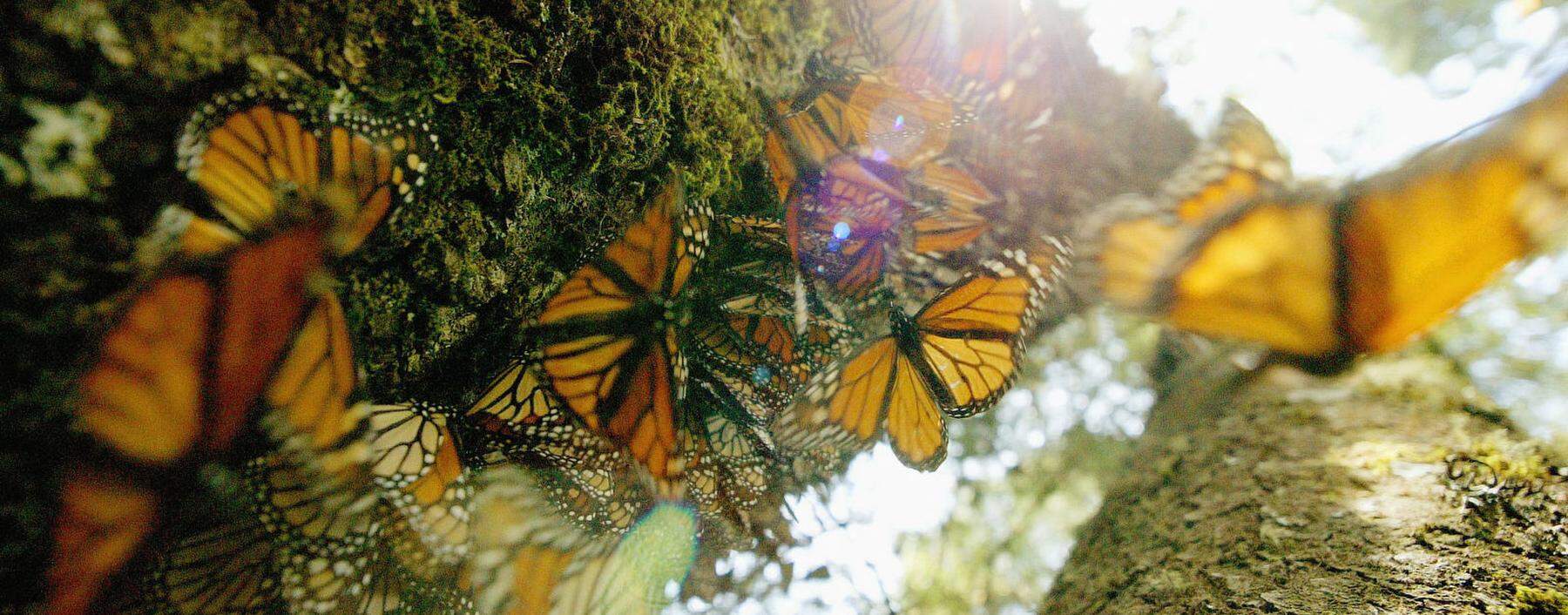 MONARCH BUTTERFLIES LINE A TREE TRUNK AS OTHERS FALL AWAY IN MEXICO.