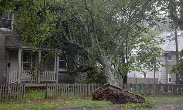 In Halifax entwurzelte "Dorian" einen Baum 