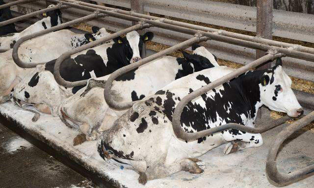 Dairy cattle sat on rubber mats in cubicle housing PUBLICATIONxINxGERxSUIxAUTxHUNxONLY waynexHutchi