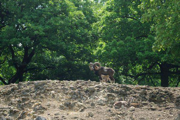 Die eigentlich aus Kleinasien stammenden Mufflons beobachten die Besucher aus der Ferne. Wie das Sikawild kann man auch diese Schaf-Art ohne Zaun und Absperrung im Wildparl erleben.