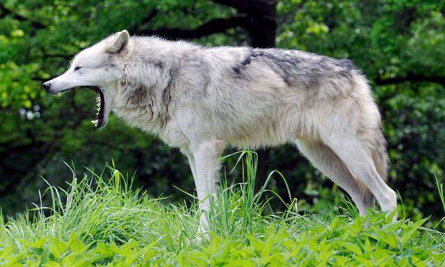Ein Wolf gähnt.