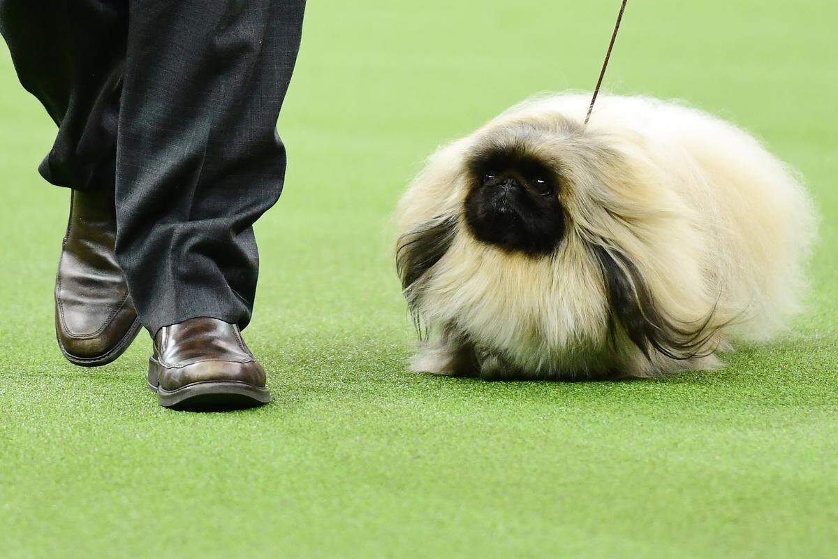 Du hast die Haare schön: Pekingese "Pequest Primrose" ist ein besonders schönes Exemplar.