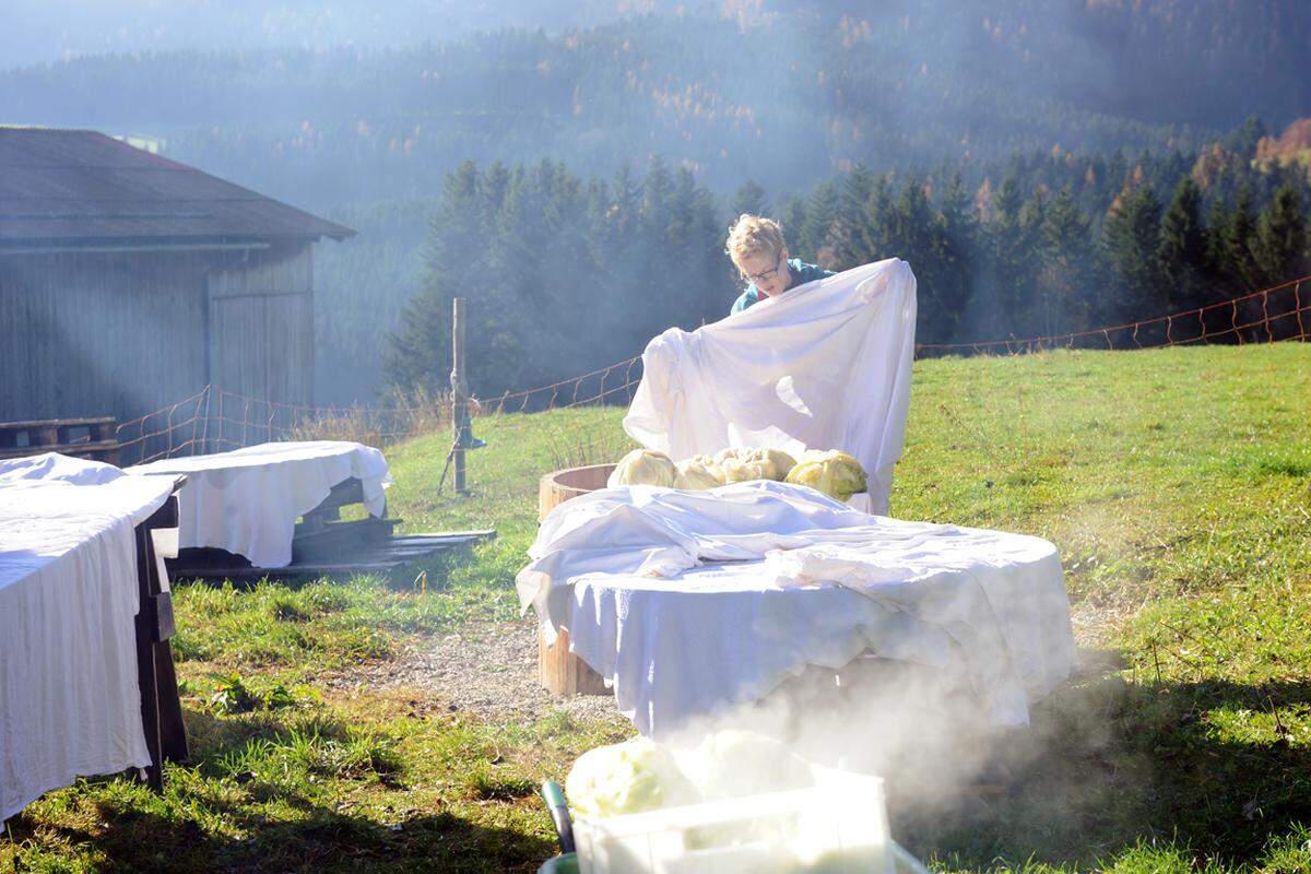 Danach wird das Kraut in der Sonne getrocknet, damit es ausbleicht und seine grüne Farbe verliert.