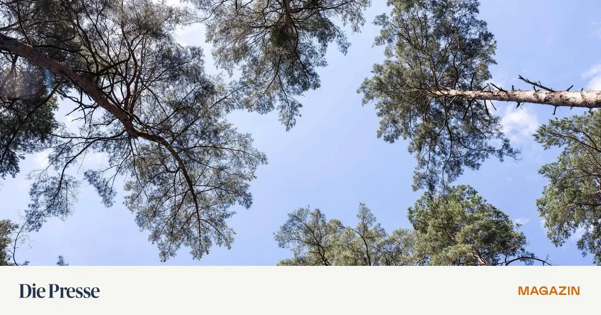 Man-flutet-uns-mit-schlechten-Nachrichten-bis-wir-abgestumpft-sind-Was-dagegen-hilft-die-Natur-premium-