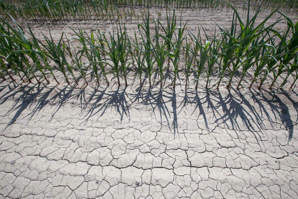 Viele befürchten nun, dass die Krise das Ausmaß der "Dust Bowl" erreicht: Jahrelange Dürren und Sandstürme führten Mitte der 1930er dazu, dass viele Farmer ihr Land verlassen mussten.