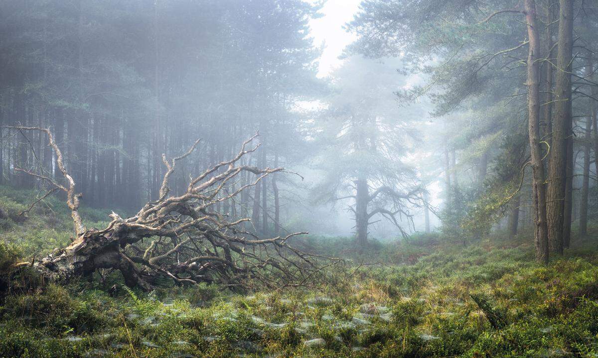 Auch diese Aufnahme einer nebelverhangenen Lichtung im Morgengrauen im New Yorkshire des britischen Fotografen Simon Baxter überzeugte die Jury.