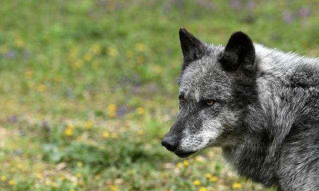 Wolf zog durch Kärnten und riss nachweislich drei Schafe (Symbolbild)