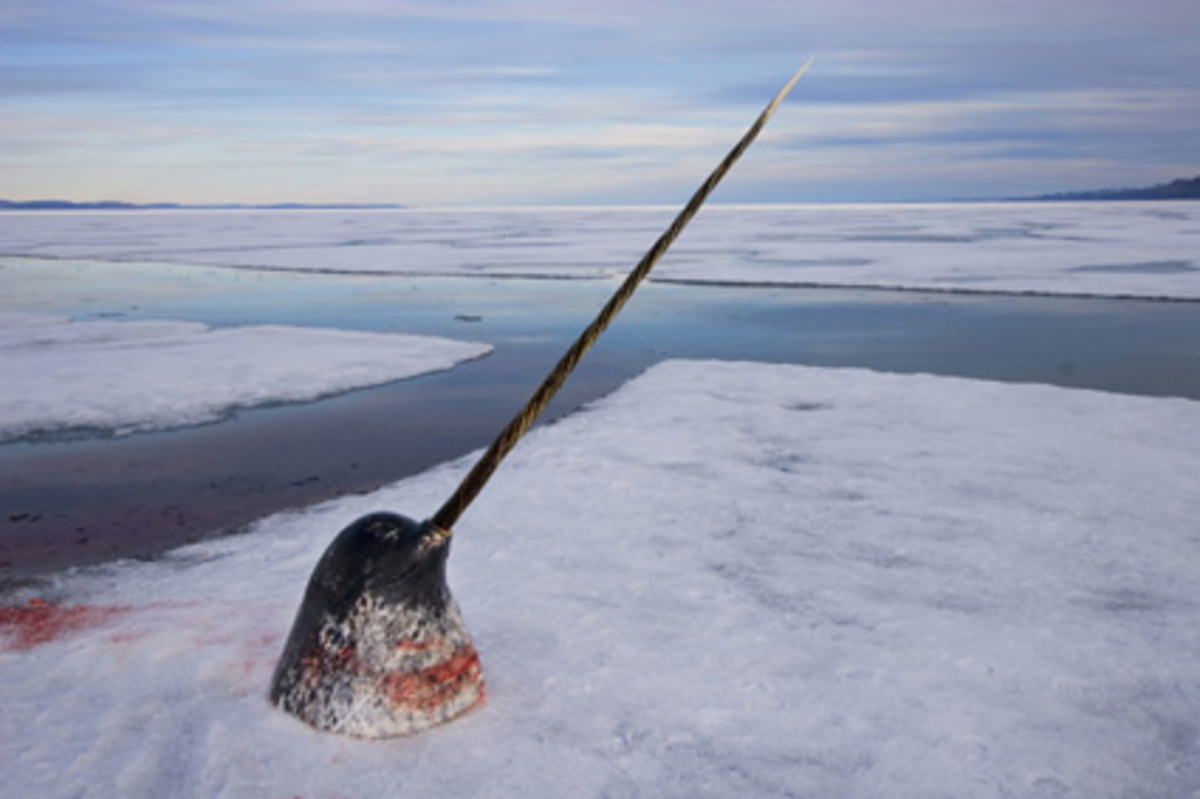 Der zweite Preis geht an den Kanadier Paul Nicklen für das Foto eines Narwals, der gejagt wurde, um an seine Elfenbeinzähne zu kommen.