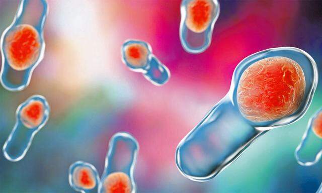 Clostridium-Bakterien lösen Darmentzündungen aus, wenn sie Platz haben, sich zu vermehren.