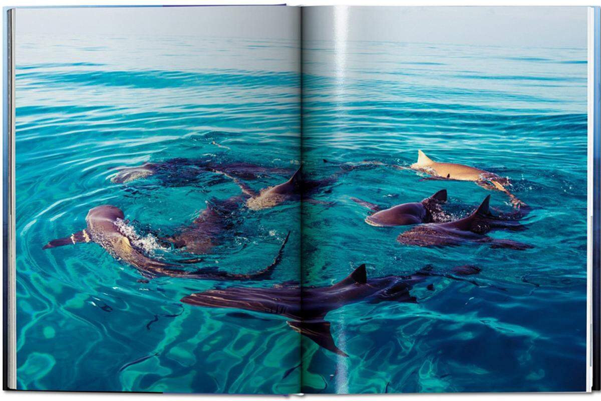Und es ist nicht nur ein reines Werk des optischen Staunens. Mullers Bilder sind mit Text von Philippe Cousteau jr. und Dr. Alison Kock über die Erforschung und den Schutz der Meere angereichert.