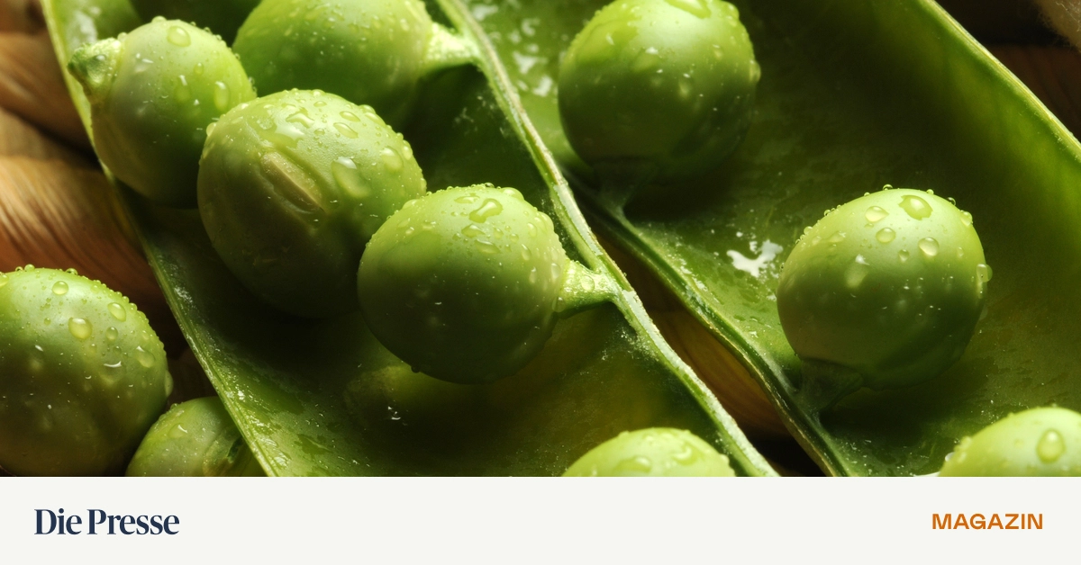 in-italien-stehen-in-jedem-lokal-genies-in-der-k-che-und-die-men-s-kosten-wenig-premium