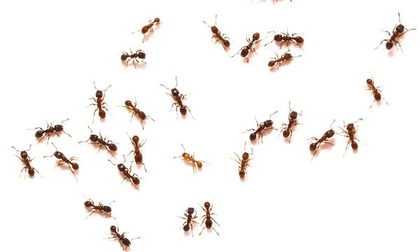 Ameisen sind ein gutes Anzeichen für ein intaktes Ökosystem.