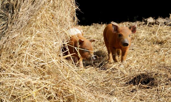 Der Labonca Biohof galt als Flaggschiff der artgerechten Schweinehaltung.