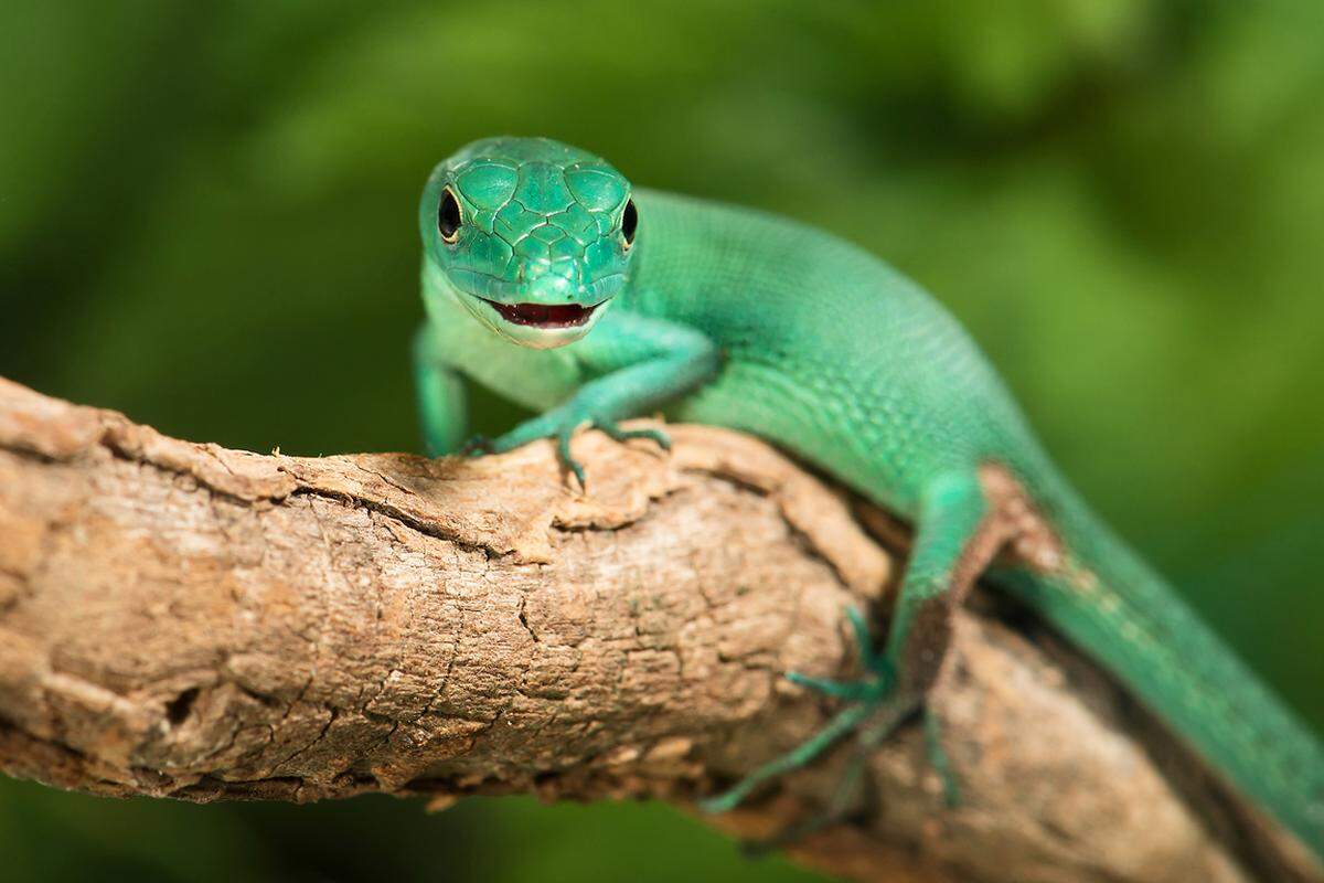 Der jüngste Erfolg des Zoos war die Nachzucht der Grünen Baumeidechse.