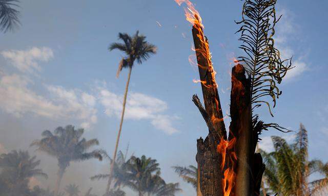 Große Flächen des brasilianischen Urwalds stehen in Flammen.