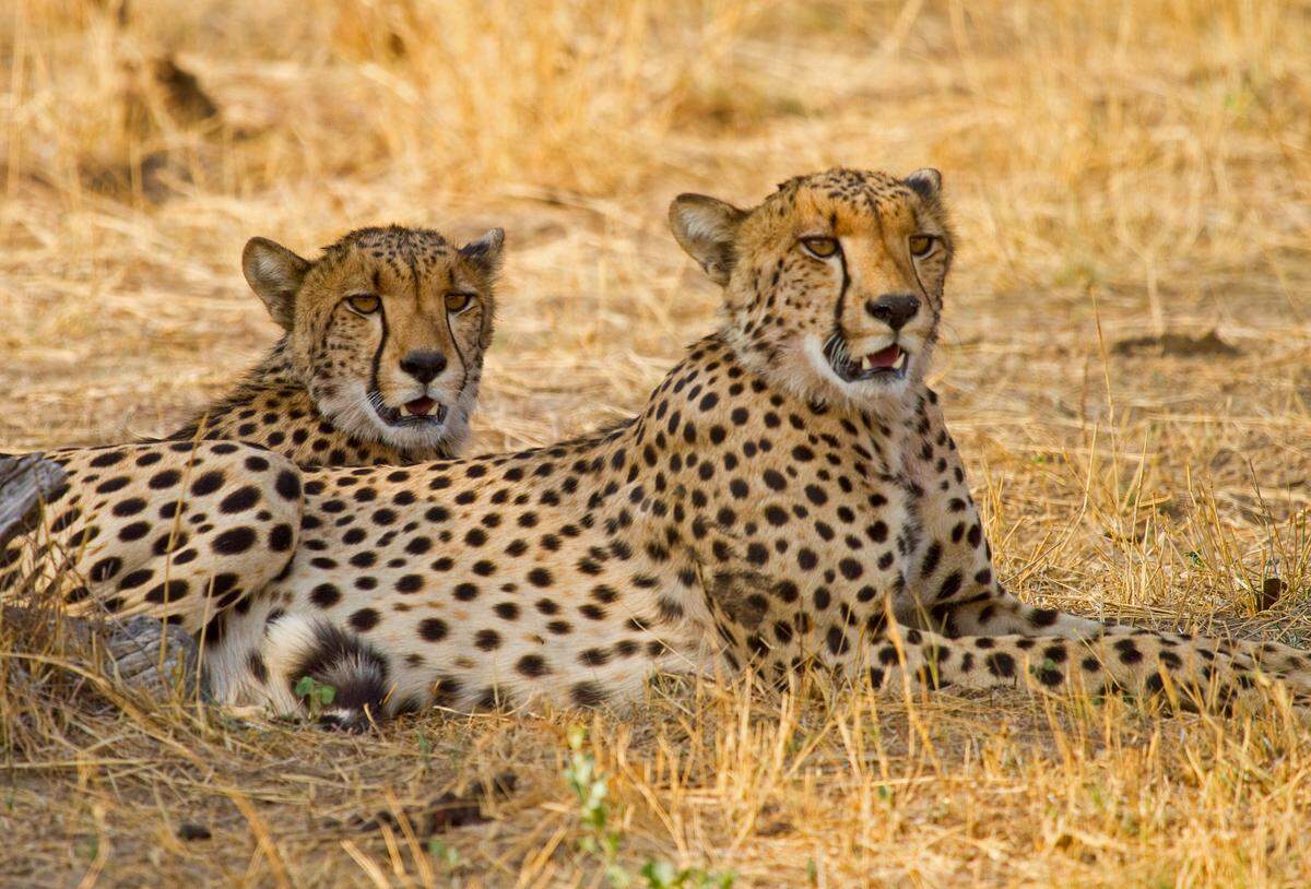 In the Hwange National Park you can explore nature in your natural environment as you pass through the Savanne stretches.