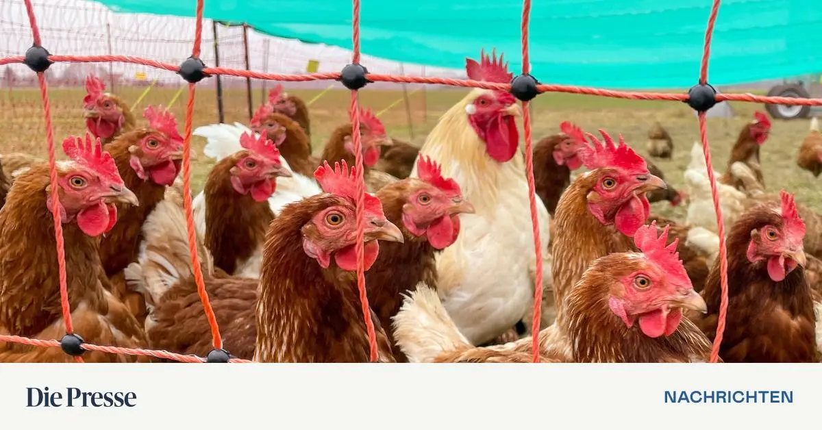 erster-todesfall-durch-seltene-vogelgrippe-variante