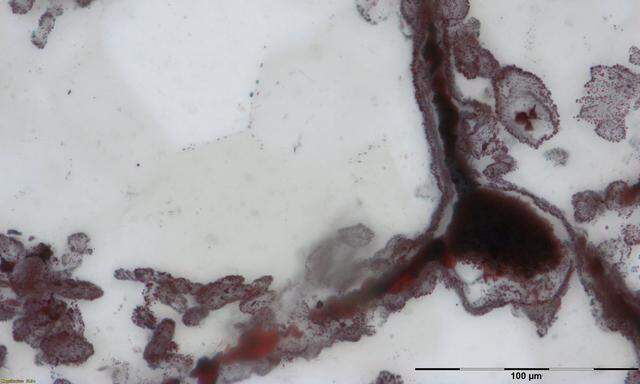 Die bisher ältesten Mikrofossilien der Erde 