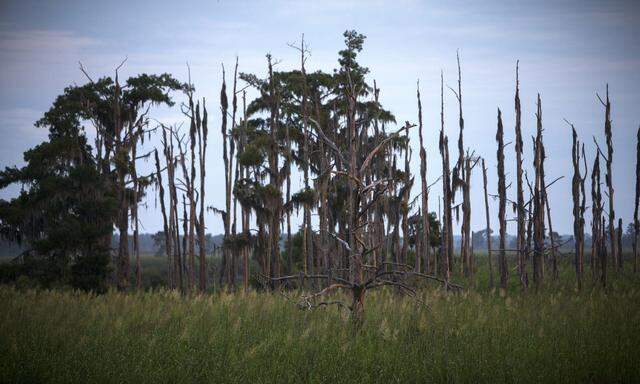 „Geisterwälder“ wie dieser sind dem vordringenden Salzwasser zum Opfer gefallen. Aber das nun gedeihende Gras hält stand. 